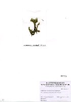 藏品(Cladophoropsis vaucheriaeformis (Areschoug) Papenfuss)的圖片